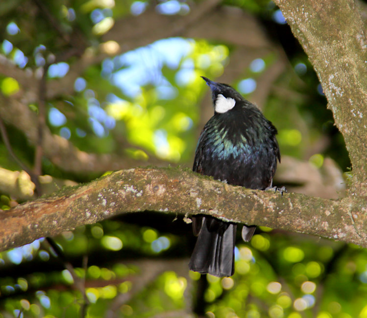 Zealandia Sanctuary, Wellington, Wellington, Tui -Parson Bird (Prosthemadera novaeseelandiae)