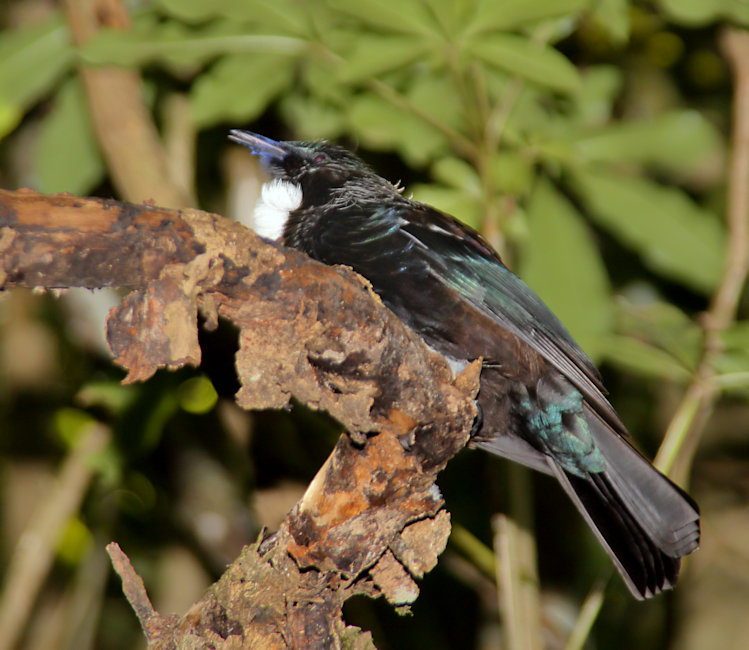 Zealandia Sanctuary, Wellington, Wellington, Tui -Parson Bird (Prosthemadera novaeseelandiae)