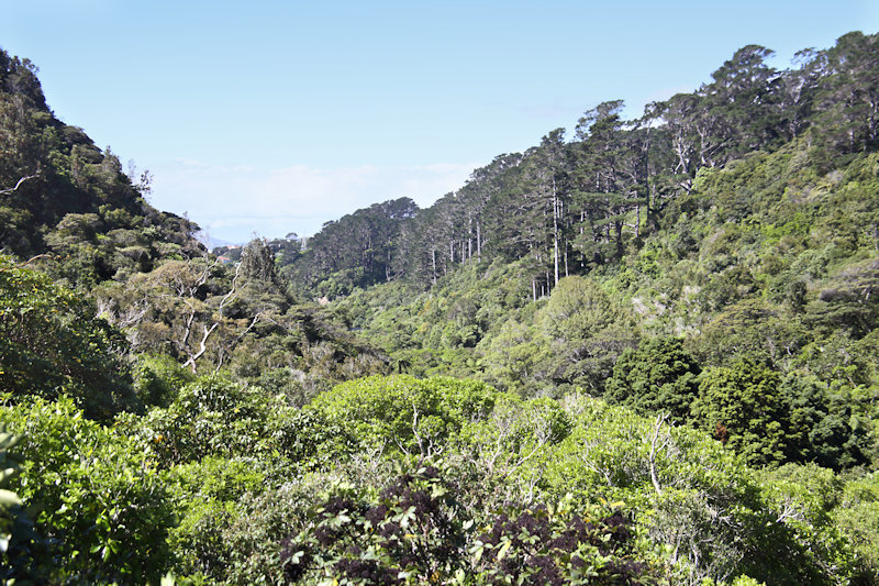 Wellington, Zealandia Wildlife Sanctuary -  lowland podocarp forest
