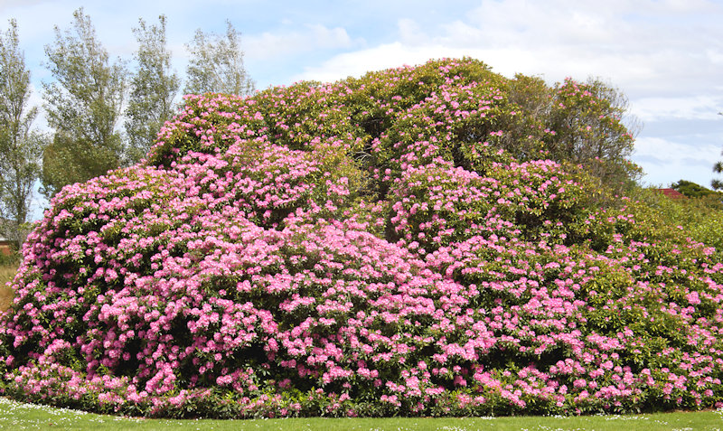 Invercargill - Rhododendrons in Otepuni Gardens, New Zealand