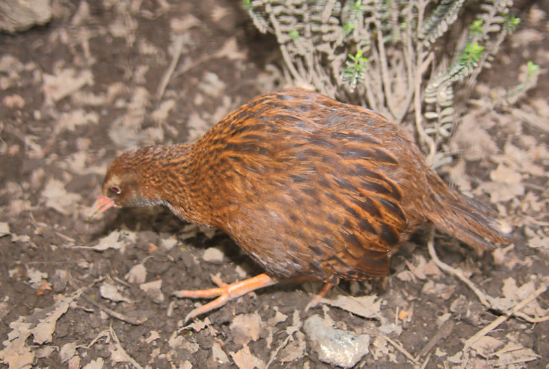 Weka (Gallirallus australis), New Zealand flightless bird 