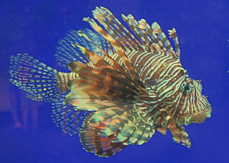 Aquarium, Noumea, New Caledonia