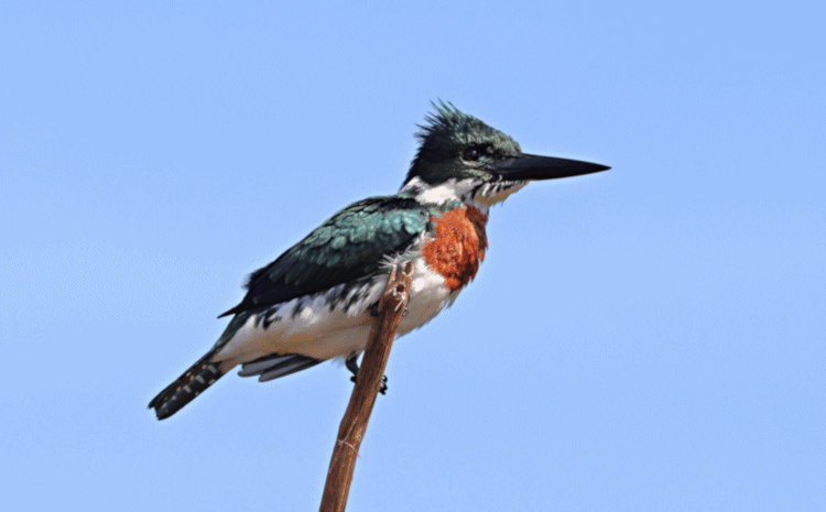 Amazon Kingfisher_Chloroceryle amazona_5925