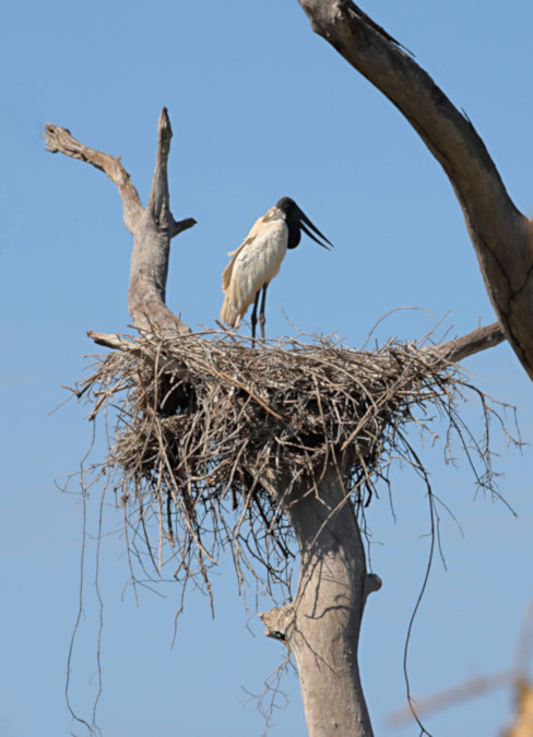 American Jabiru_Jabiru mycteria_4122