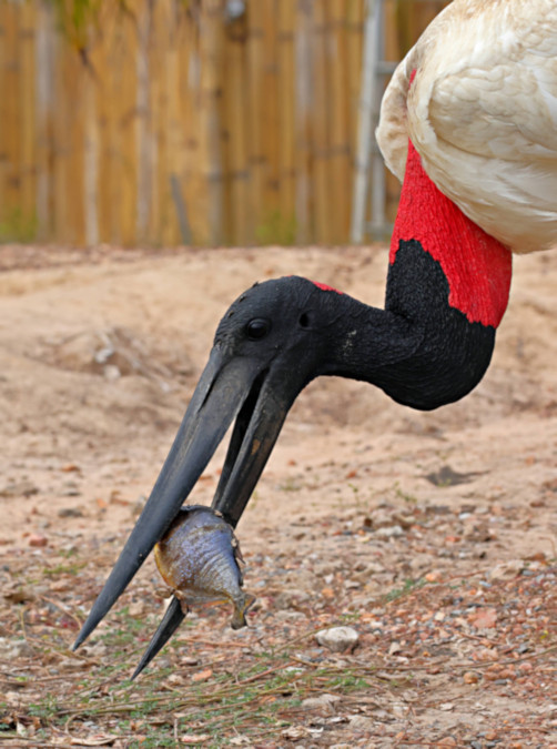 American Jabiru_Jabiru mycteria_4502