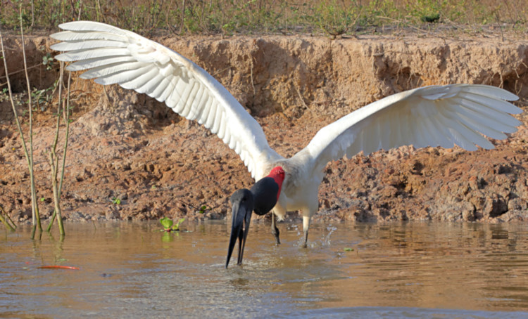 American Jabiru_Jabiru mycteria_4643