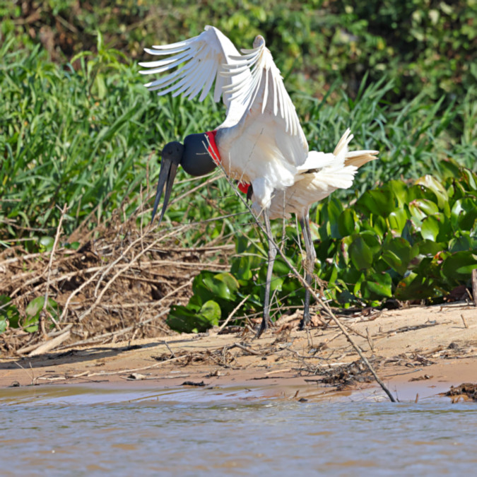 American Jabiru_Jabiru mycteria_Mating Pair_5327