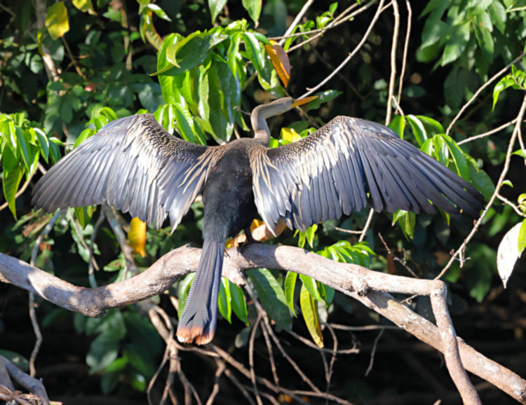 Anhinga_Anhinga anhinga_4150