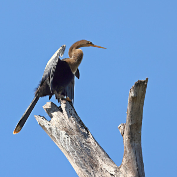 Anhinga_Anhinga anhinga_5952