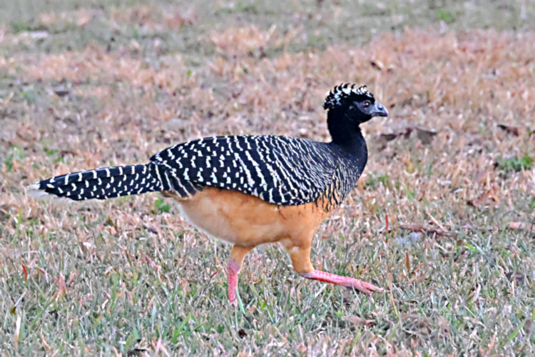 Bare-faced Curassow_Crax fasciolata_Female_4736