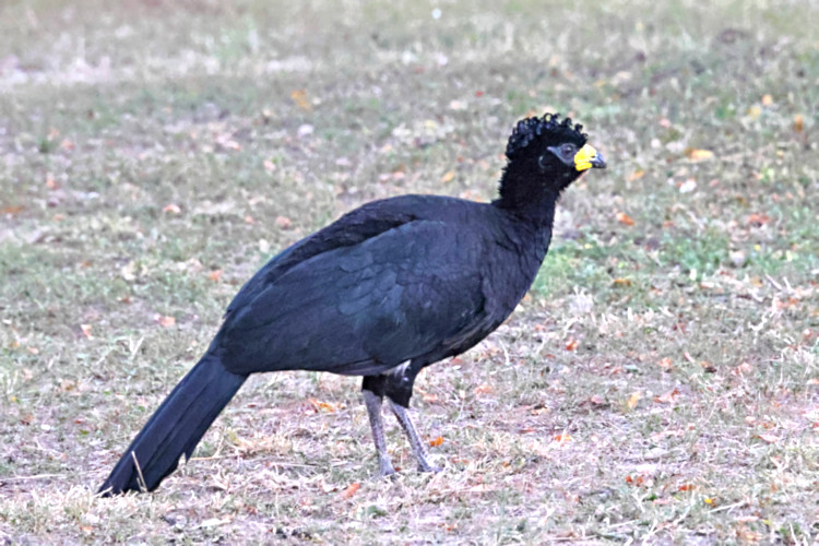 Bare-faced Curassow_Crax fasciolata_Male_4717