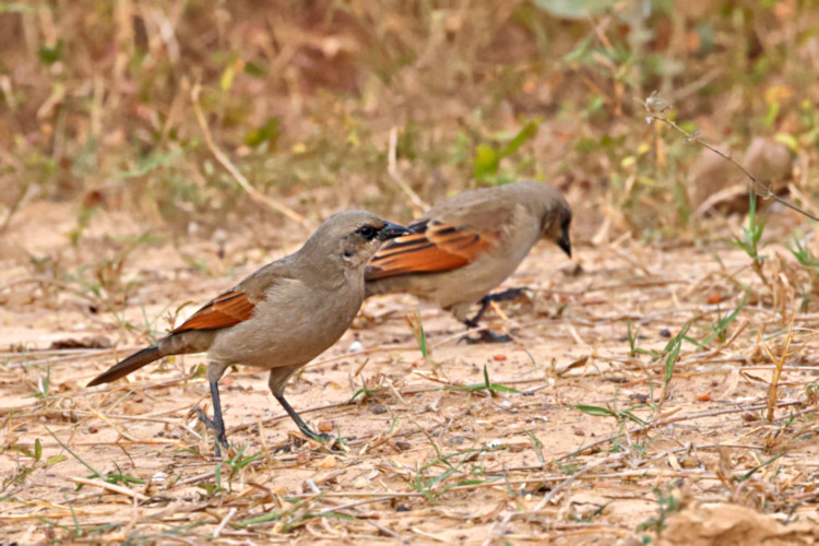 Bay-winged Cowbird_Agelaioides badius_4343