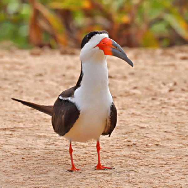 Black Skimmer_Rynchops niger_5017