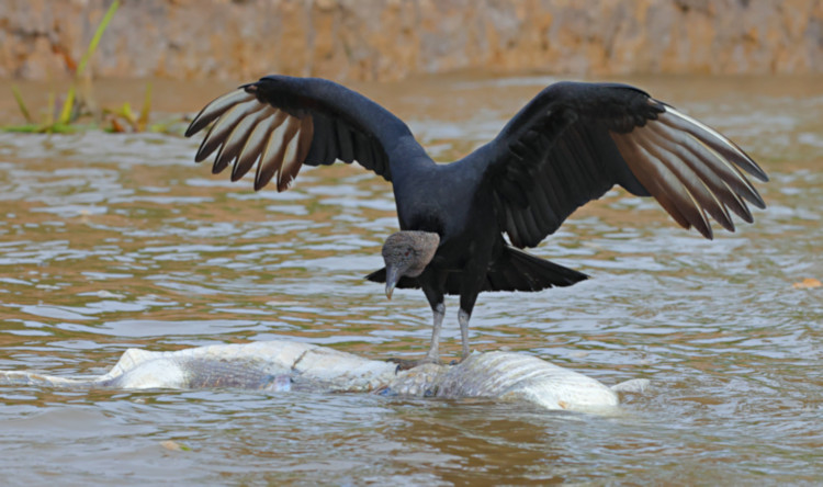 Black Vulture_Coragyps atratus_4992