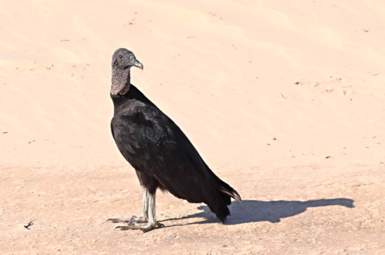 Black Vulture_Coragyps atratus_6019