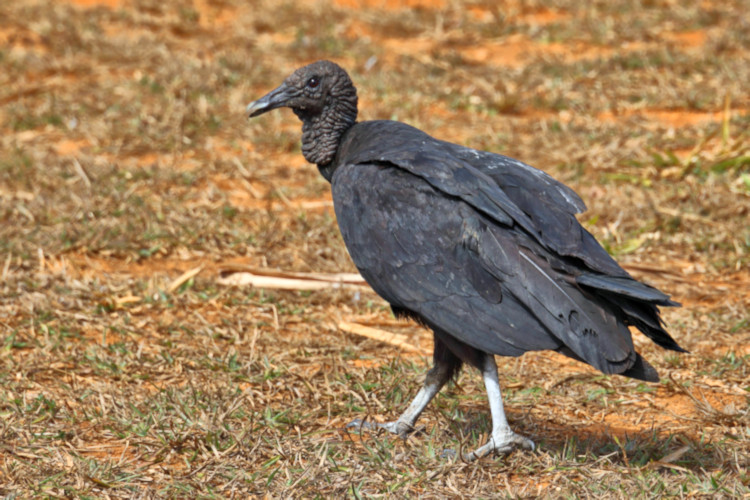 Black Vulture_Coragyps atratus_6793