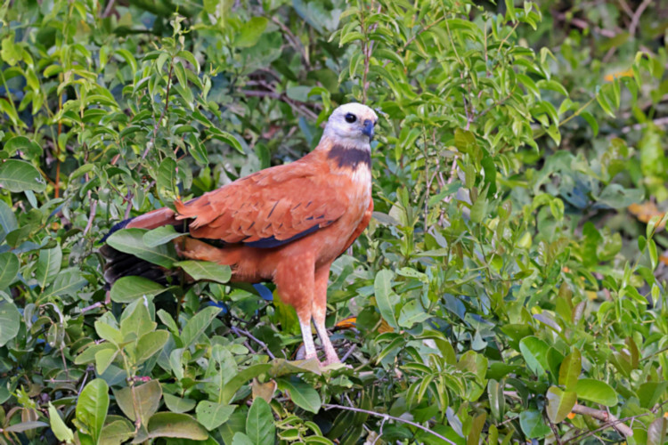 Black-collared Hawk_Busarellus nigricollis_4609