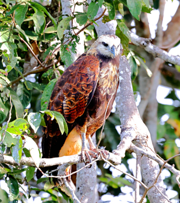 Black-collared Hawk_Busarellus nigricollis_5438