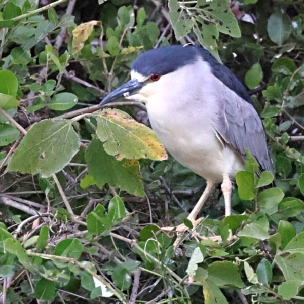 Black-crowned Night Heron_Nycticorax nycticorax_5551