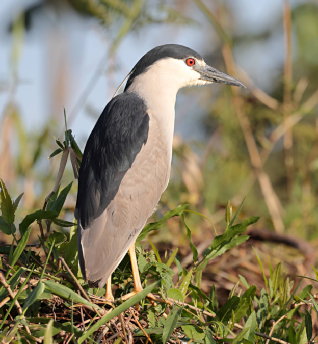 Black-crowned Night Heron_Nycticorax nycticorax_5576