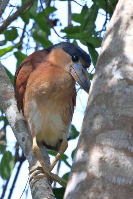 Boat-billed Heron - Cochlearius cochlearius_5896