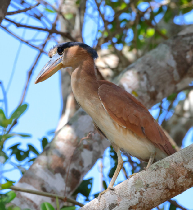 Boat-billed Heron - Cochlearius cochlearius_5917