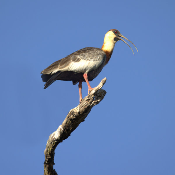 Buff-necked Ibis_Theristicus caudatus_P6572