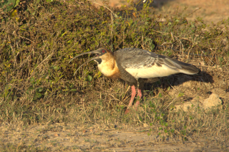 Buff-neckedIbis_Theristicus caudatus_P9A4749