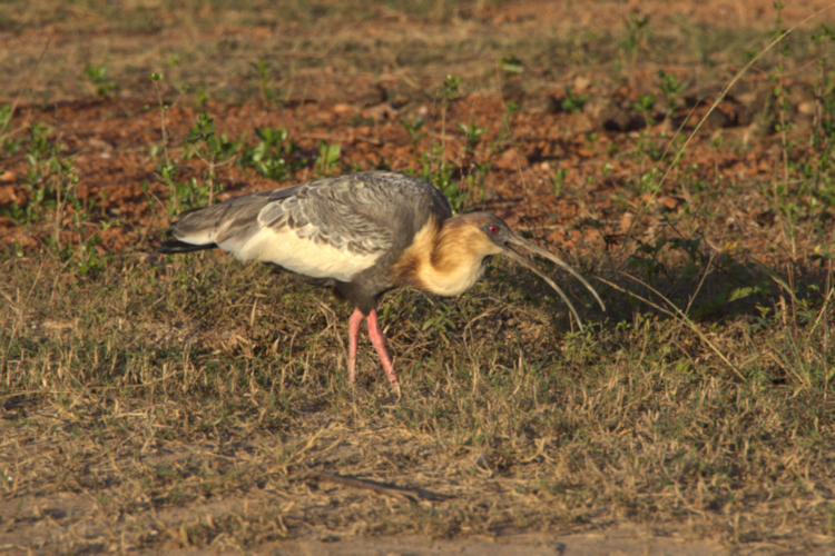 Buff-neckedIbis_Theristicus caudatus_P9A4759