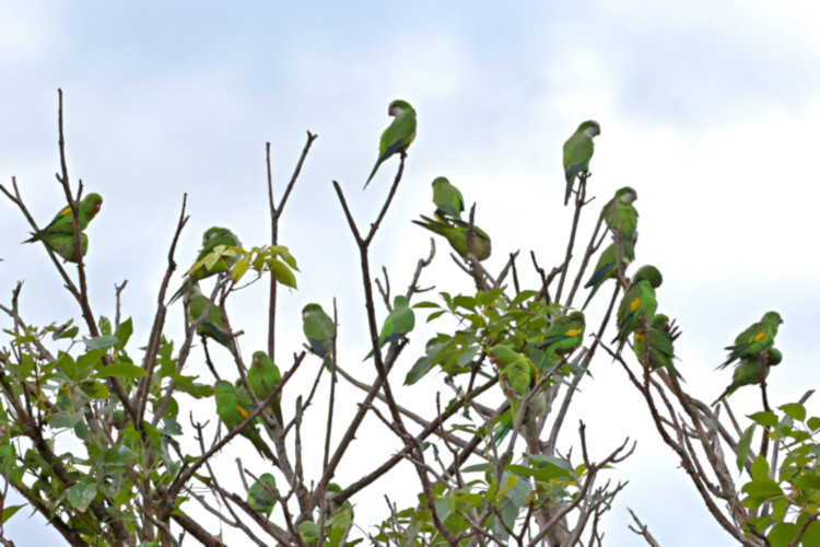 Canary-winged Parakeet_Brotogeris versicoluris_4304