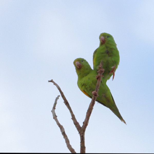 Canary-winged Parakeet_Brotogeris versicoluris_4308