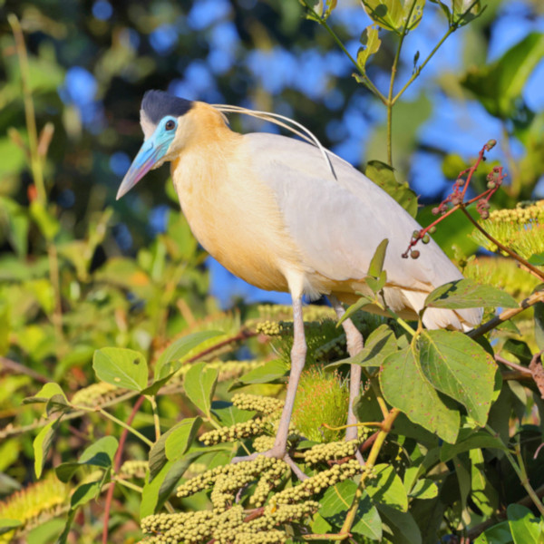 Capped Heron_Pilherodius pileatus_4185