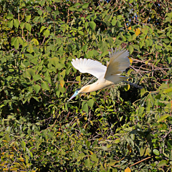 Capped Heron_Pilherodius pileatus_4189