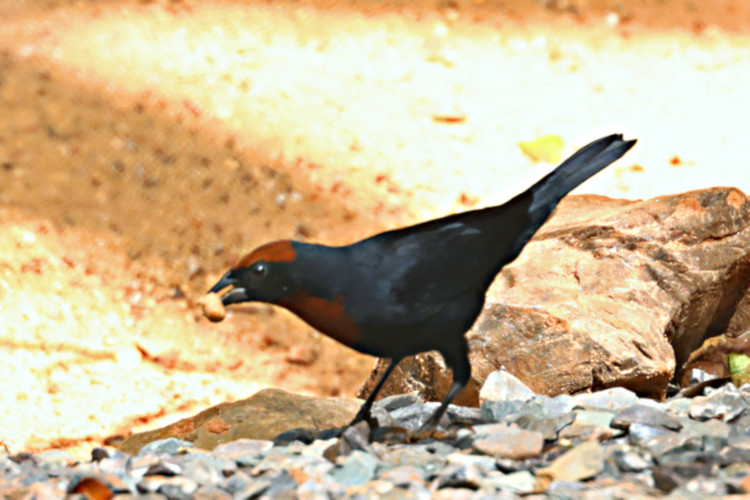 Chestnut-capped Blackbird_Chrysomus ruficapillus_Male_6803