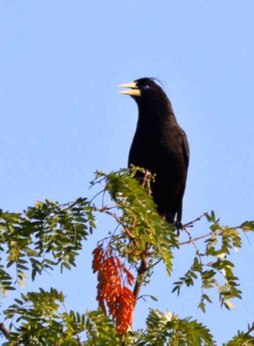 Crested Oropendola_Psarocolius decumanus_5563