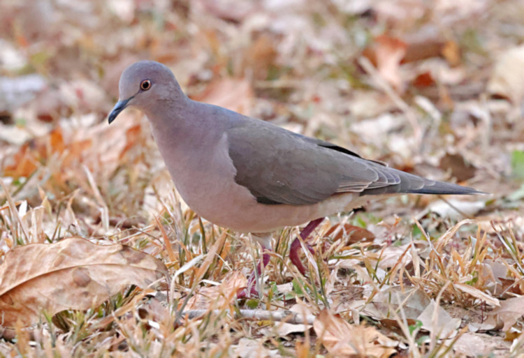 Dove-galician_4320