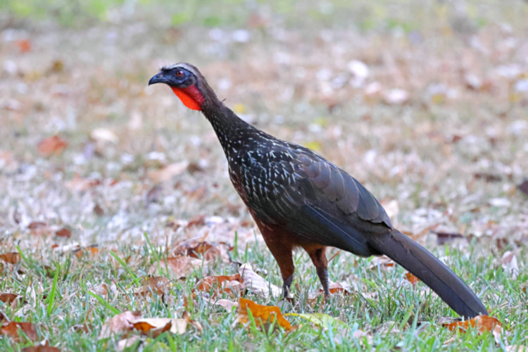 Dusky-legged Guan_Penelope obscura_4314