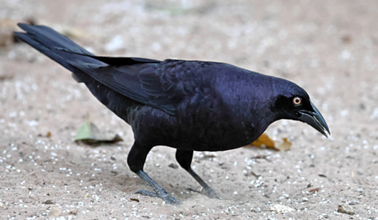 Giant Cowbird_Molothrus oryzivorus_6430