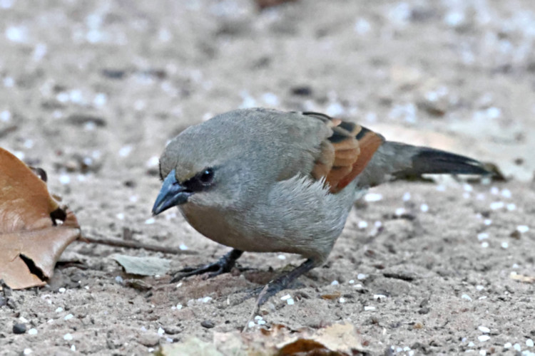 Grayish Baywing_Agelaioides badius_6436