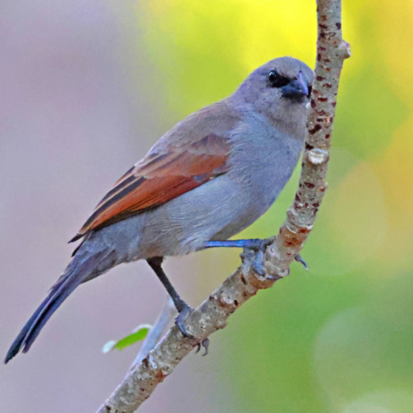 Grayish Baywing_Agelaioides badius_6491