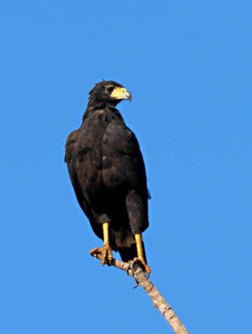 Great Black Hawk_Buteogallus urubitinga_4846