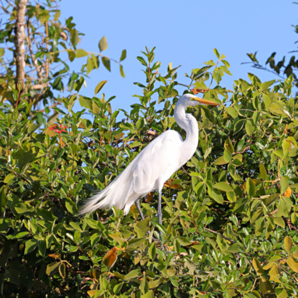 Great Egret_Ardea alba_4168