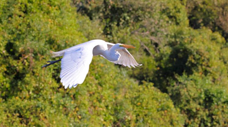 Great Egret_Ardea alba_4177 