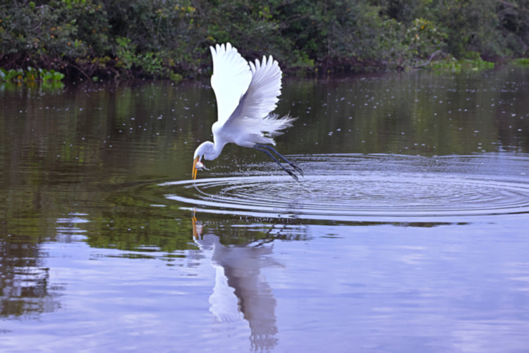 Great Egret_Ardea alba_4435