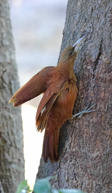 Great-rufous Woodcreeper_Xiphocolaptes major_6560