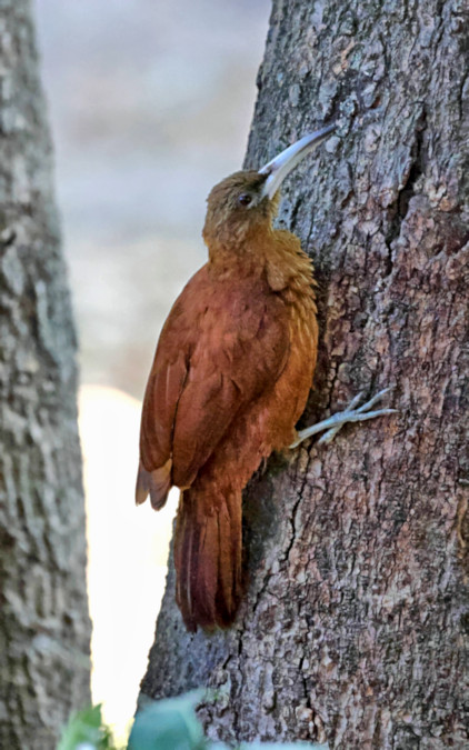 Great-rufous Woodcreeper_Xiphocolaptes major_6561