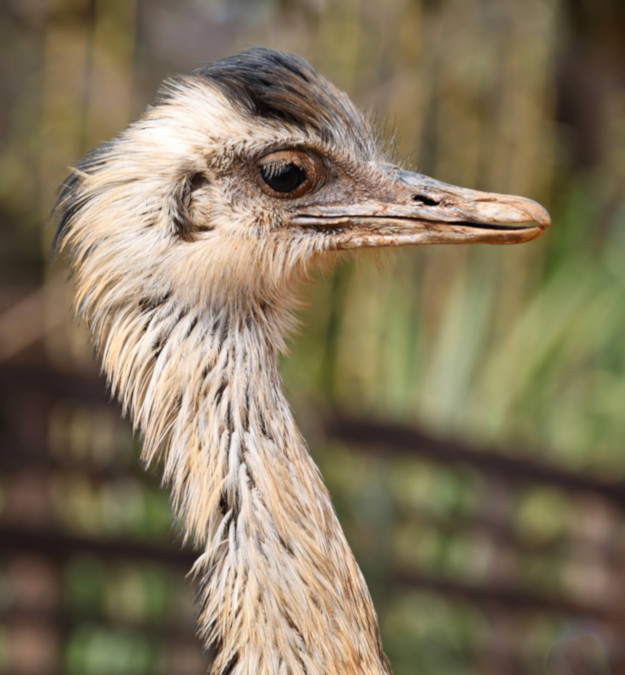 Greater Rhea_Rhea americana_6787