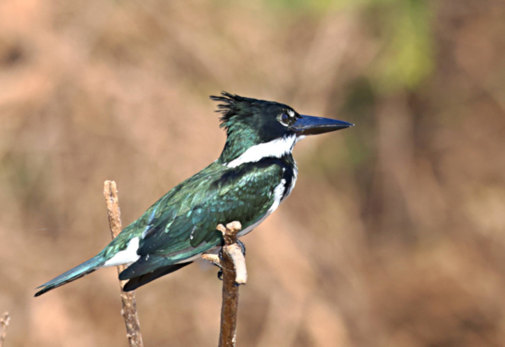 Green Kingfisher_Chloroceryle americana_6024