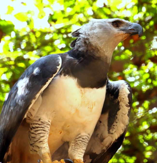 Harpy Eagle_Harpia harpyja_6806