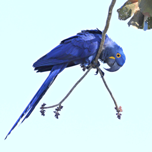 Hyacinth Macaw_Anodorhynchus hyacinthinus_6307